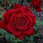 "ברגע שאני מתחילה להתאהב, הם תמיד בורחים ממני"